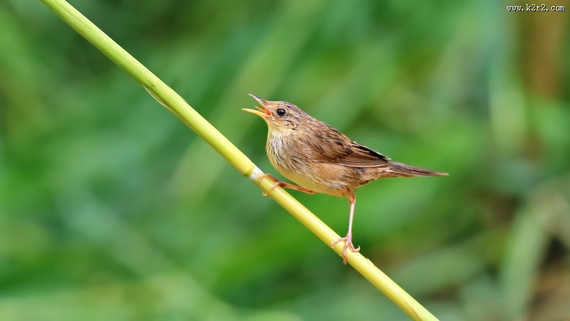 行踪神秘的小蝗莺图片