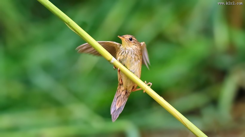 行踪神秘的小蝗莺图片