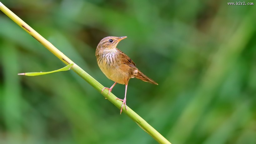 行踪神秘的小蝗莺图片