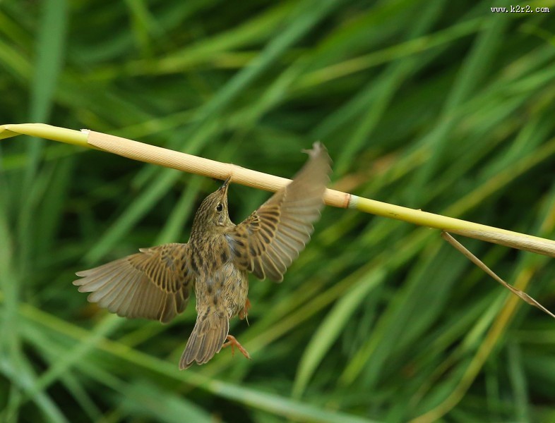 行踪神秘的小蝗莺图片