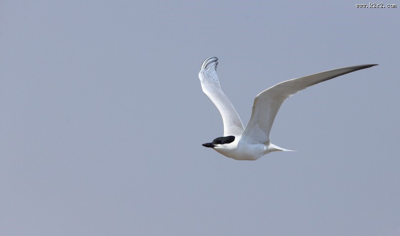 中型水禽之鸥嘴噪鸥图片大全