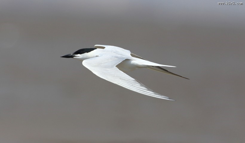 中型水禽之鸥嘴噪鸥图片大全