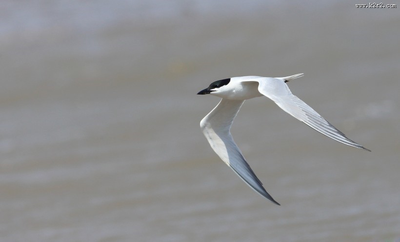 中型水禽之鸥嘴噪鸥图片大全