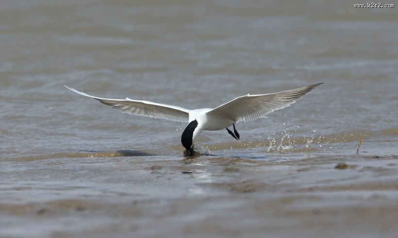 中型水禽之鸥嘴噪鸥图片大全
