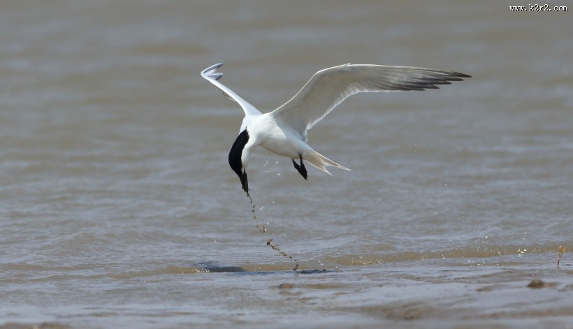 中型水禽之鸥嘴噪鸥图片大全