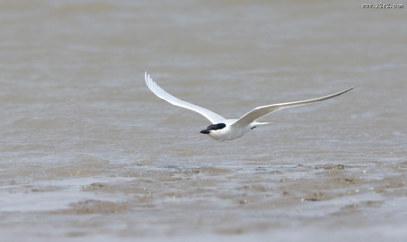 中型水禽之鸥嘴噪鸥图片大全