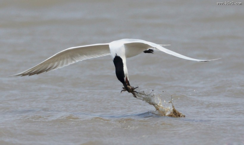 中型水禽之鸥嘴噪鸥图片大全