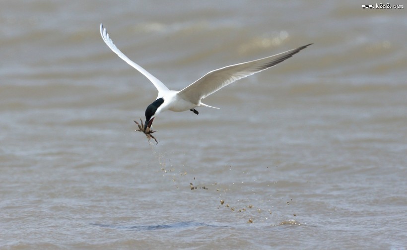 中型水禽之鸥嘴噪鸥图片大全