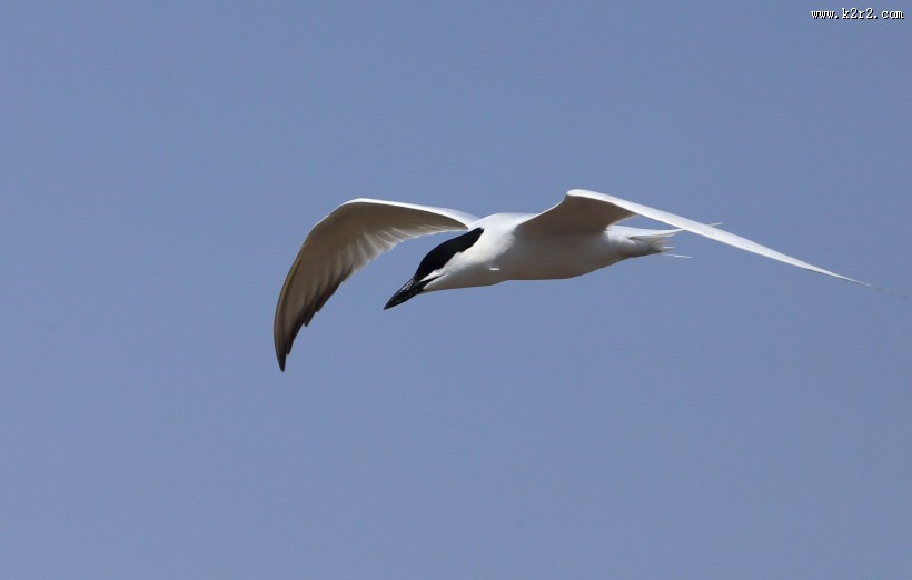 中型水禽之鸥嘴噪鸥图片大全