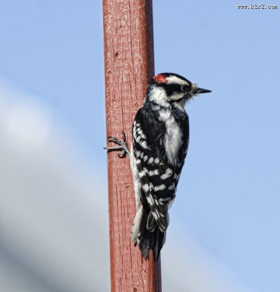 森林医生之大斑啄木鸟图片
