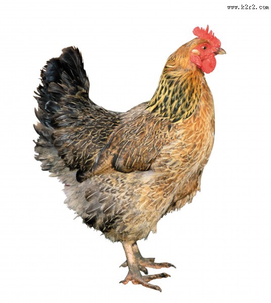 胖胖的母鸡图片大全