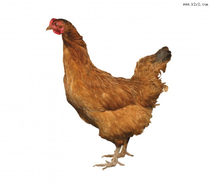 胖胖的母鸡图片大全