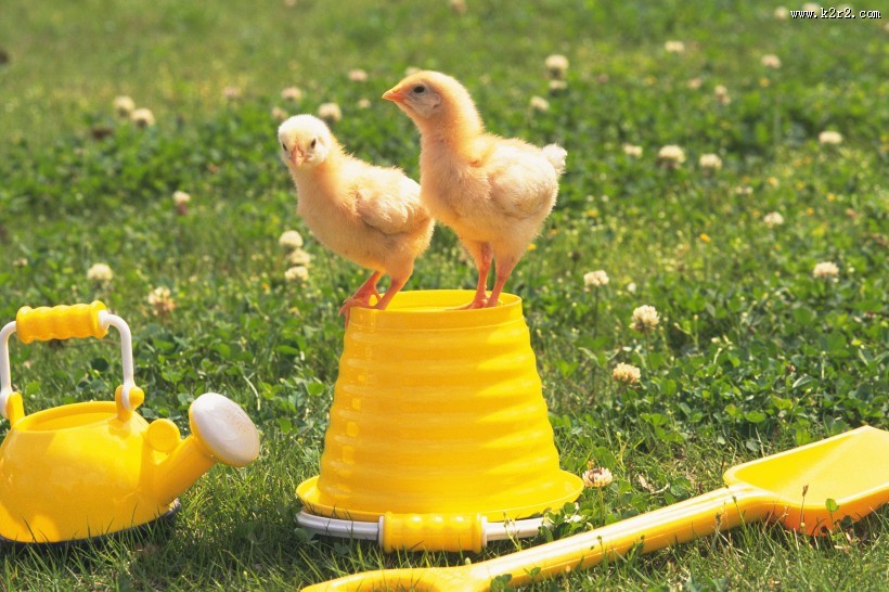 超萌可爱的小鸡图片