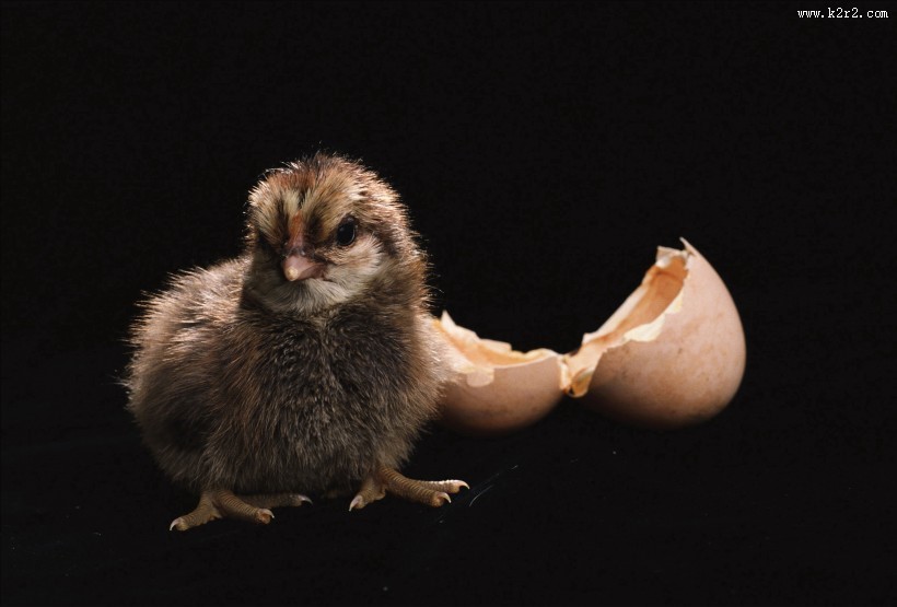 超萌可爱的小鸡图片