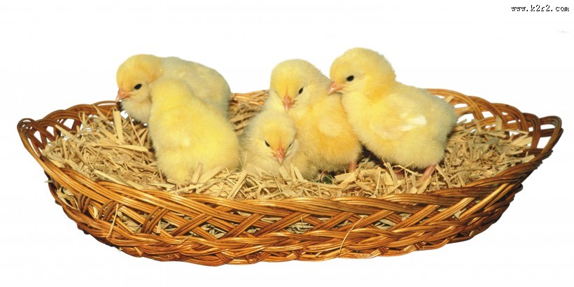 超萌可爱的小鸡图片