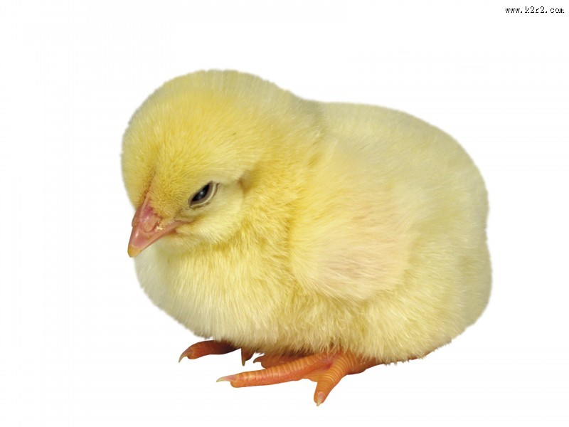 超萌可爱的小鸡图片