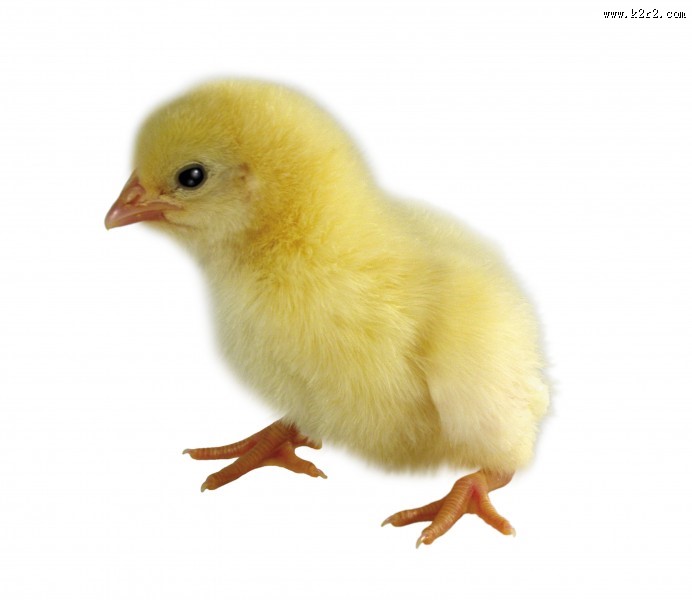 超萌可爱的小鸡图片
