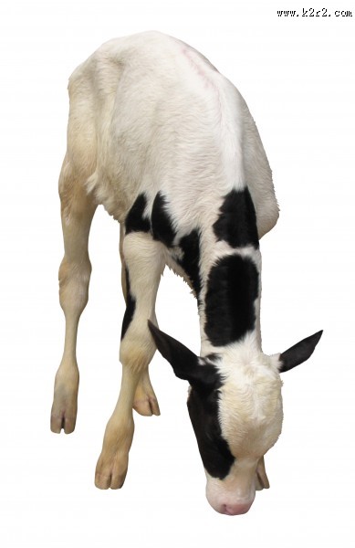 健壮的小牛犊图片