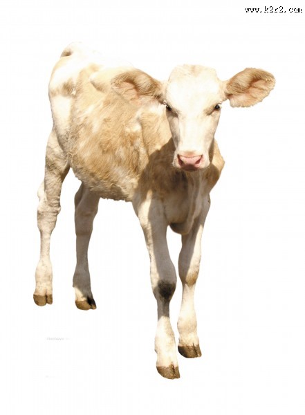 健壮的小牛犊图片