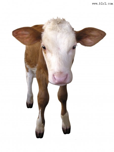 健壮的小牛犊图片