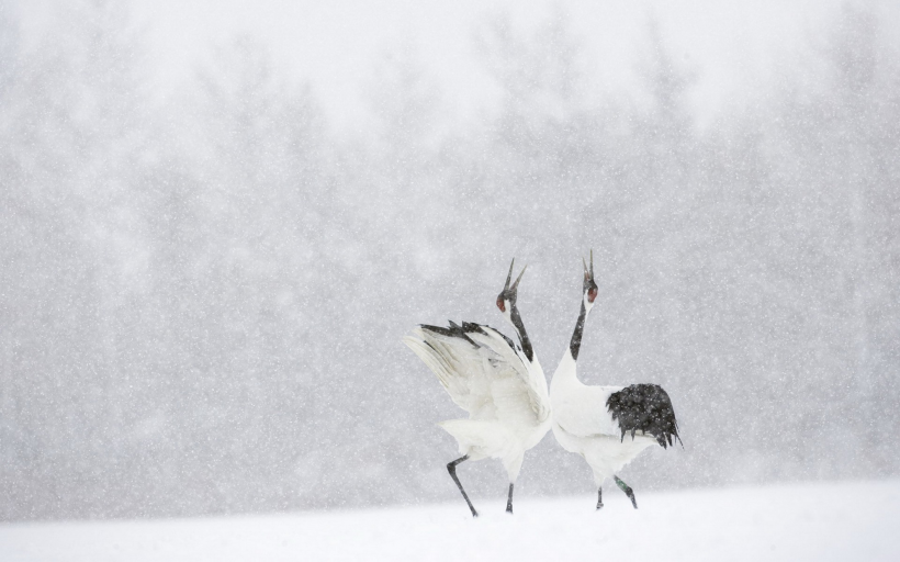 神之灵物仙鹤图片大全