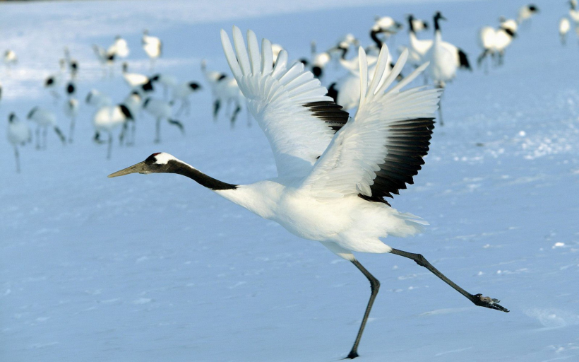 神之灵物仙鹤图片大全