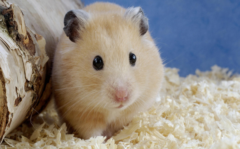 超可爱超萌的小仓鼠图片