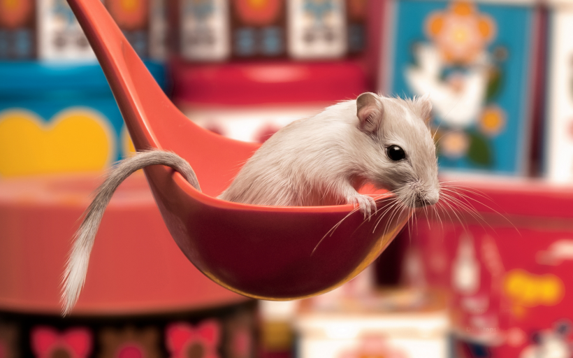 超可爱超萌的小仓鼠图片