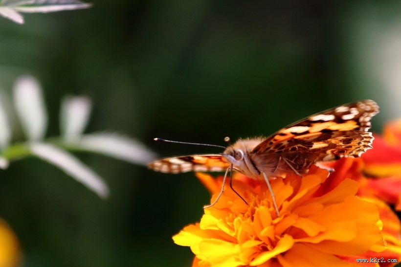 可爱蝴蝶图片大全