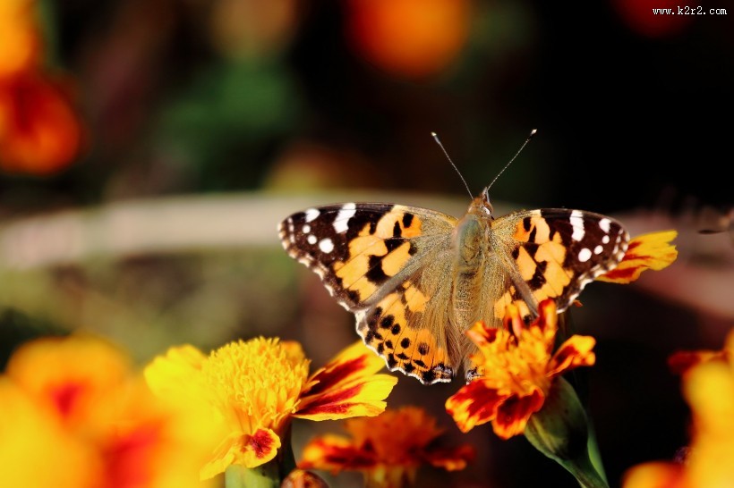 可爱蝴蝶图片大全