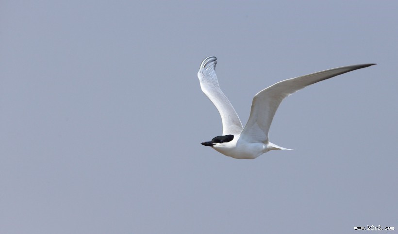 中型水禽之鸥嘴噪鸥图片
