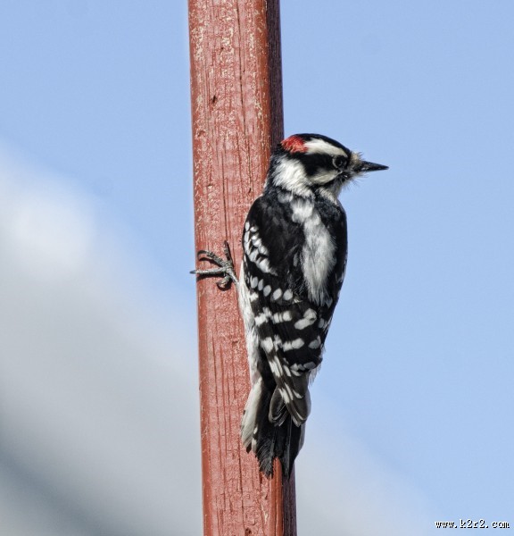 森林医生之大斑啄木鸟图片大全