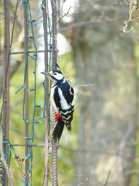 森林医生之大斑啄木鸟图片大全