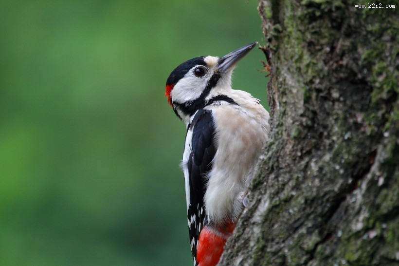 森林医生之大斑啄木鸟图片大全