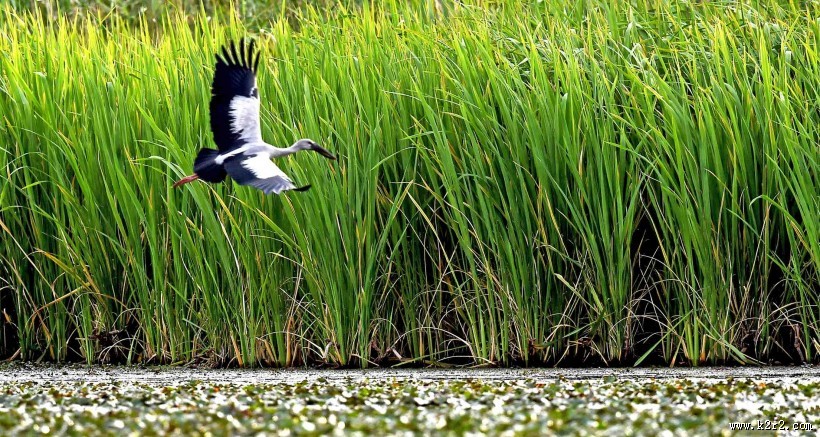鹳科动物之钳嘴鹳图片