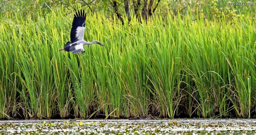 鹳科动物之钳嘴鹳图片