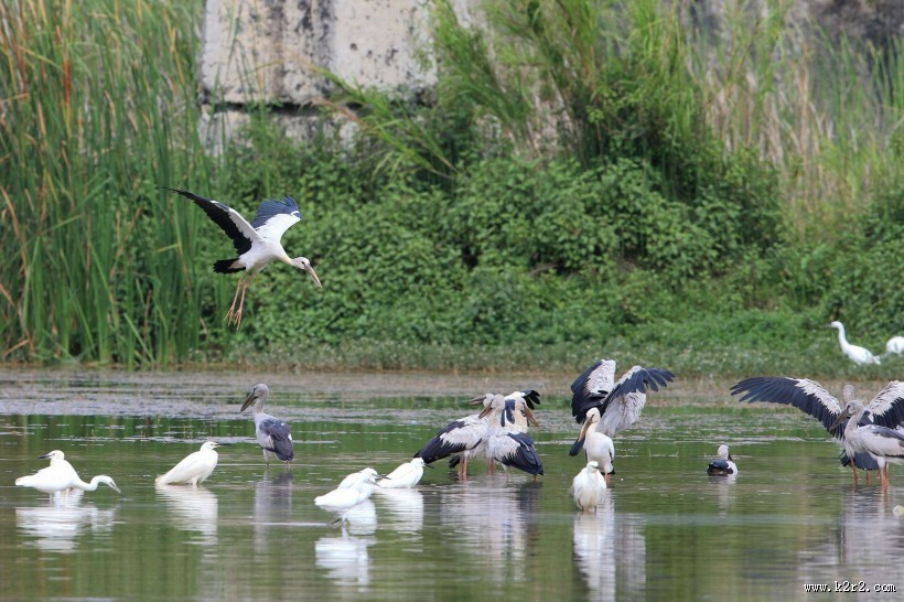 鹳科动物之钳嘴鹳图片