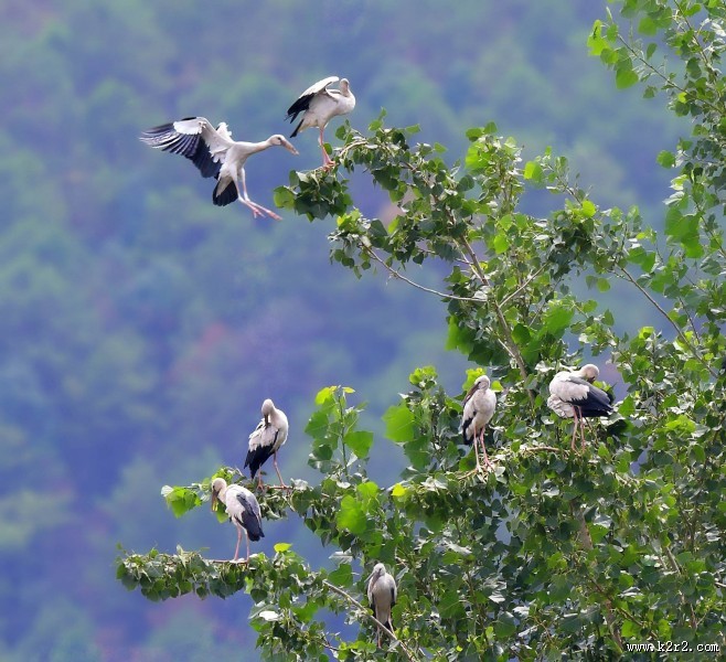 鹳科动物之钳嘴鹳图片