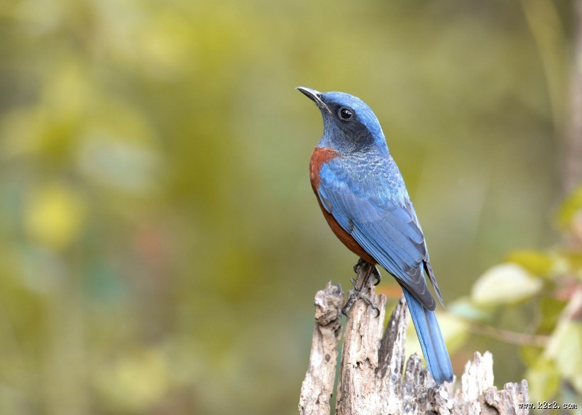 栗腹矶鸫雄鸟图片