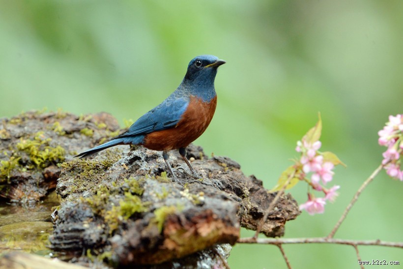 栗腹矶鸫雄鸟图片