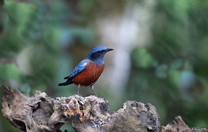 栗腹矶鸫雄鸟图片