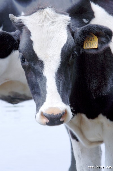 牛的头部特写图片