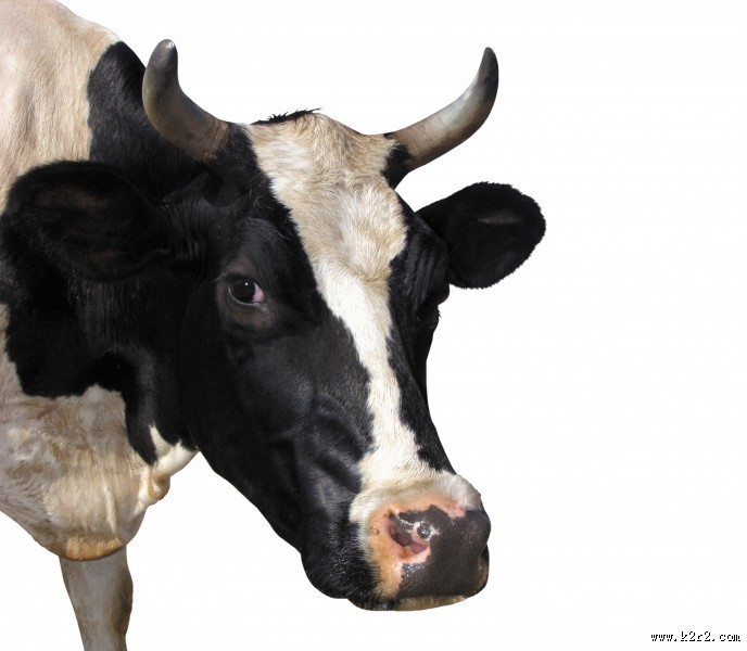 牛的头部特写图片