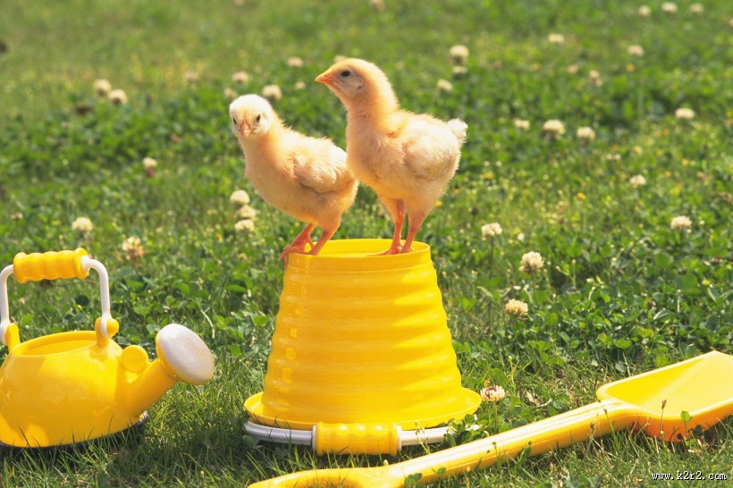 超萌可爱的小鸡图片