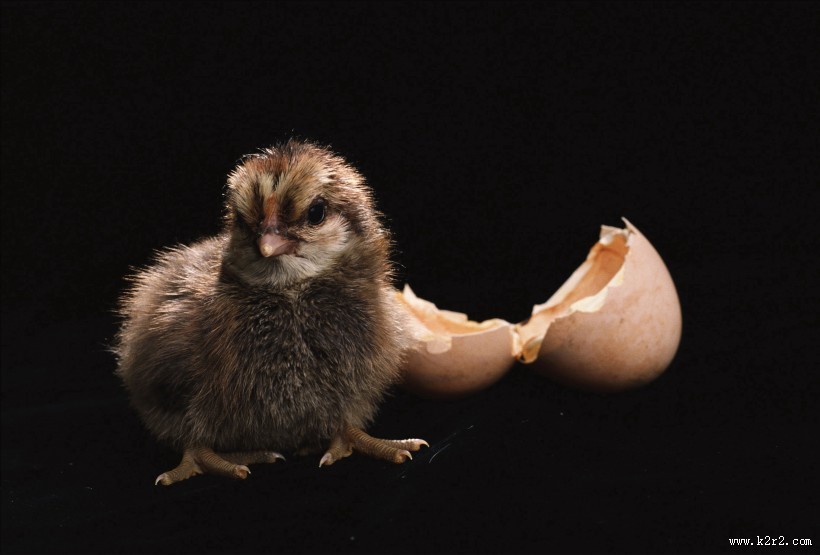 超萌可爱的小鸡图片