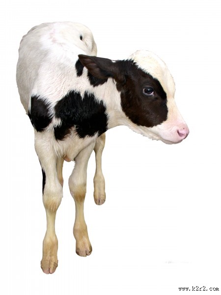 健壮的小牛犊图片