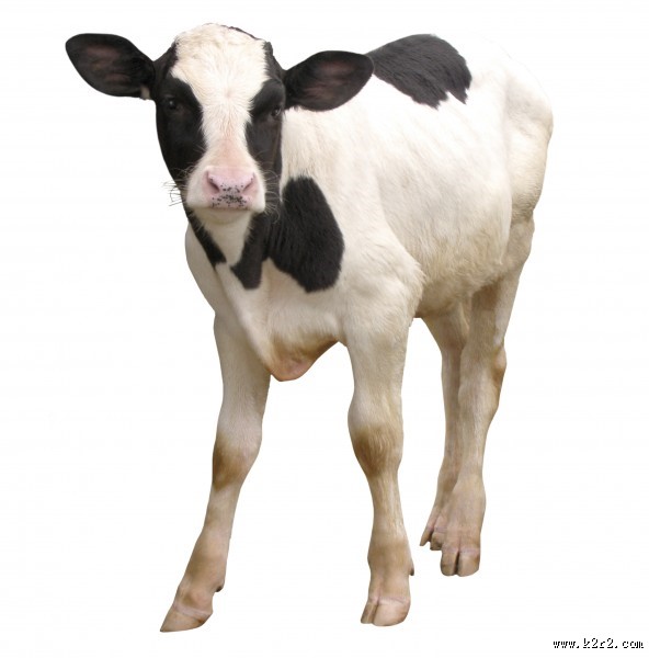 健壮的小牛犊图片