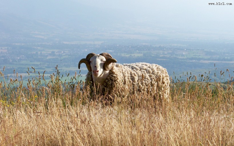 绵羊图片