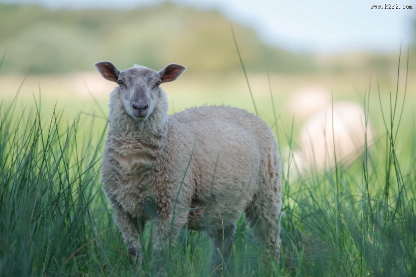 绵羊图片