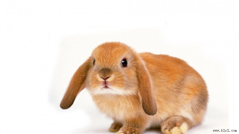 可爱小兔图片